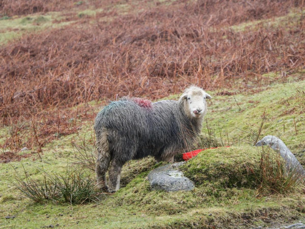 Howgill Lodge เคนดัล ภายนอก รูปภาพ